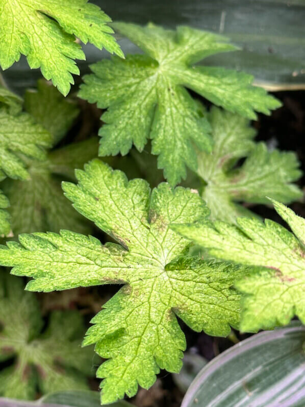 Geranium phaeum 'Springtime' au printemps sur mon balcon parisien, Paris 19e (75)