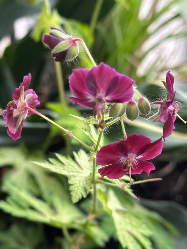 Geranium phaeum 'Springtime' au printemps sur mon balcon parisien, Paris 19e (75)