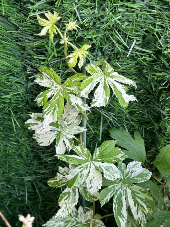 Houblon du Japon panaché au printemps sur mon balcon parisien, Paris 19e (75)