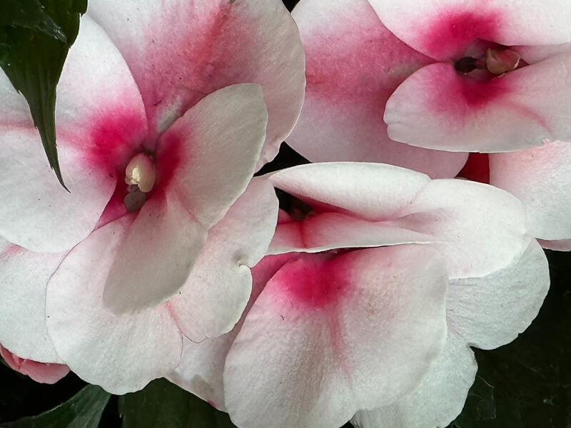 Impatiens de Nouvelle-Guinée, au printemps dans le Marché aux fleurs, Île de la Cité, Paris 4e (75)