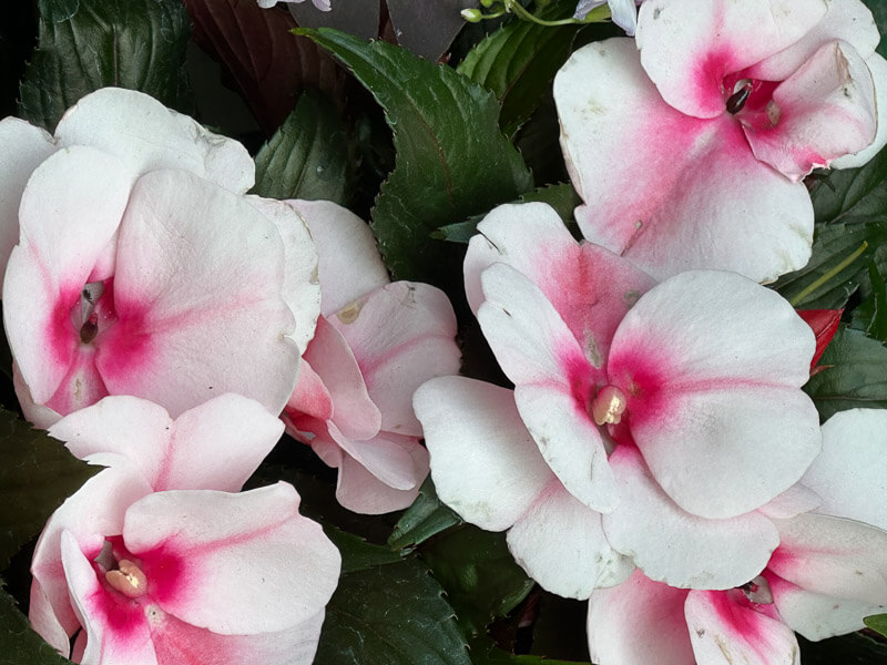 Impatiens de Nouvelle-Guinée, au printemps dans le Marché aux fleurs, Île de la Cité, Paris 4e (75)