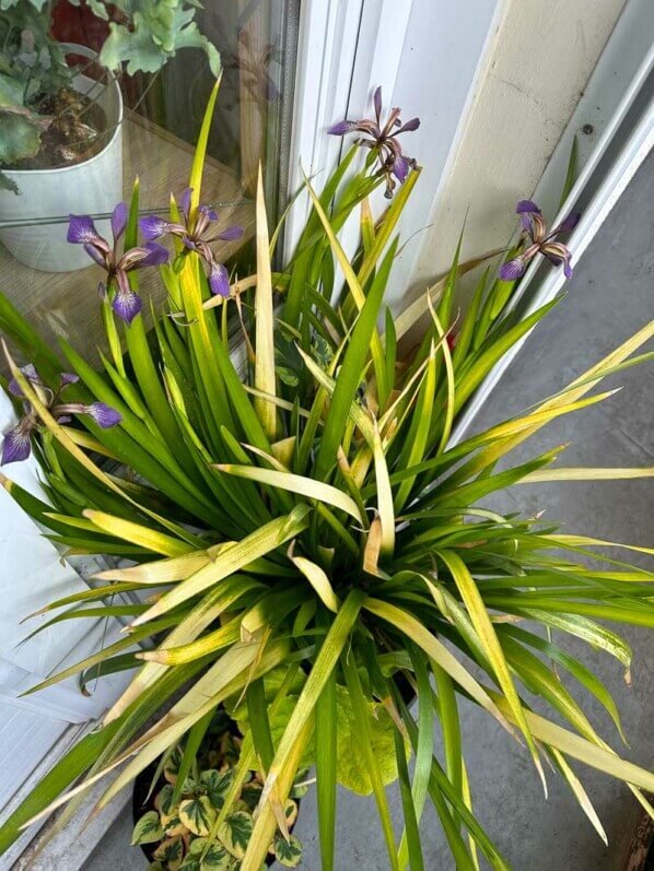 Floraison de l'Iris foetidissima 'Paul's Gold' au printemps sur mon balcon parisien, Paris 19e (75)