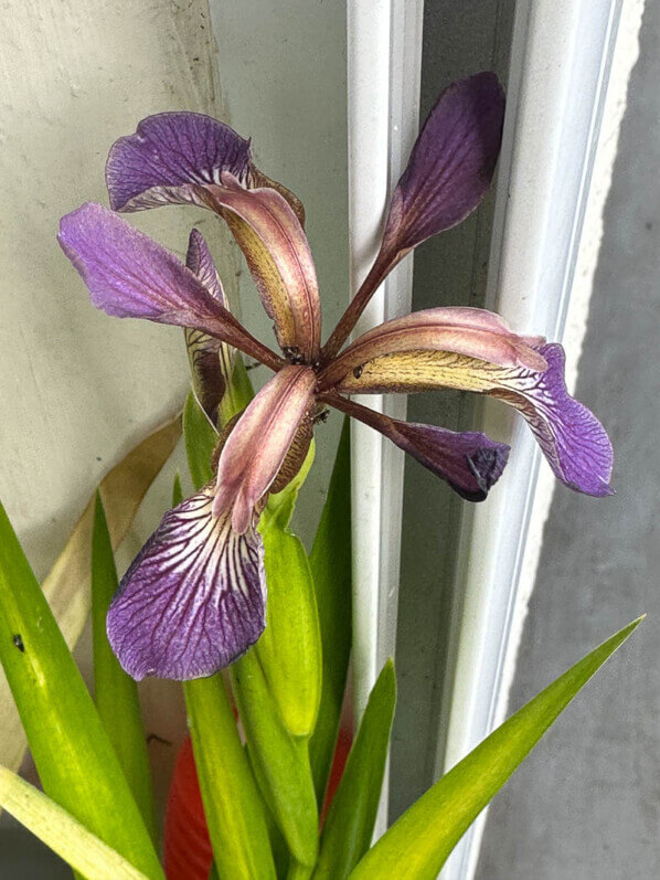 Floraison de l'Iris foetidissima 'Paul's Gold' au printemps sur mon balcon parisien, Paris 19e (75)
