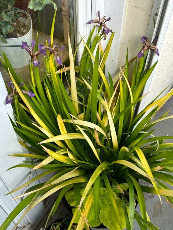 Floraison de l'Iris foetidissima 'Paul's Gold' au printemps sur mon balcon parisien, Paris 19e (75)