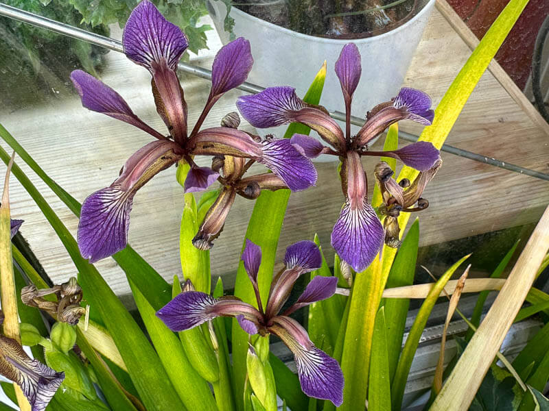 Floraison de l'Iris foetidissima 'Paul's Gold' au printemps sur mon balcon parisien, Paris 19e (75)