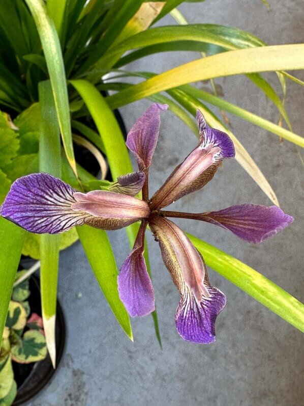 Floraison de l'Iris foetidissima 'Paul's Gold' au printemps sur mon balcon parisien, Paris 19e (75)