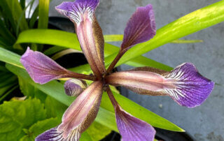 Floraison de l'Iris foetidissima 'Paul's Gold' au printemps sur mon balcon parisien, Paris 19e (75)