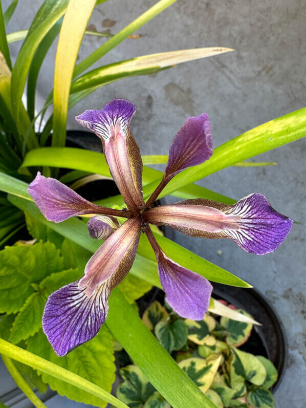 Floraison de l'Iris foetidissima 'Paul's Gold' au printemps sur mon balcon parisien, Paris 19e (75)