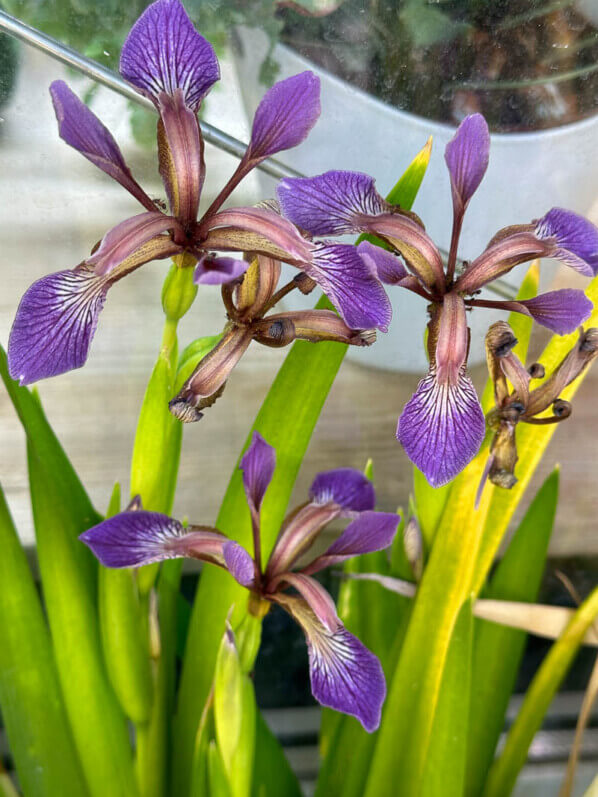 Floraison de l'Iris foetidissima 'Paul's Gold' au printemps sur mon balcon parisien, Paris 19e (75)