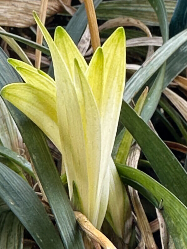 Liriope 'Okina' au printemps sur mon balcon parisien, Paris 19e (75)