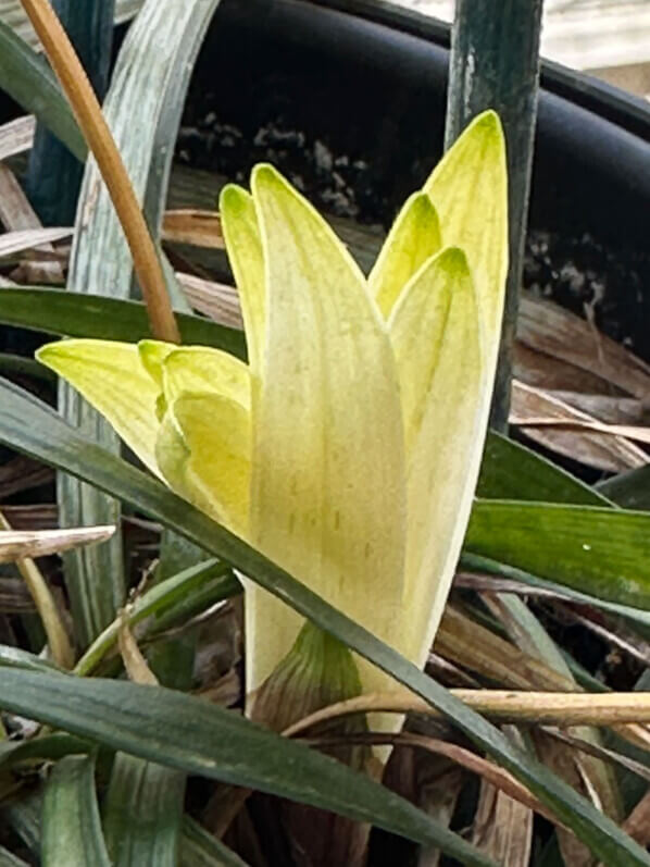 Liriope 'Okina' au printemps sur mon balcon parisien, Paris 19e (75)