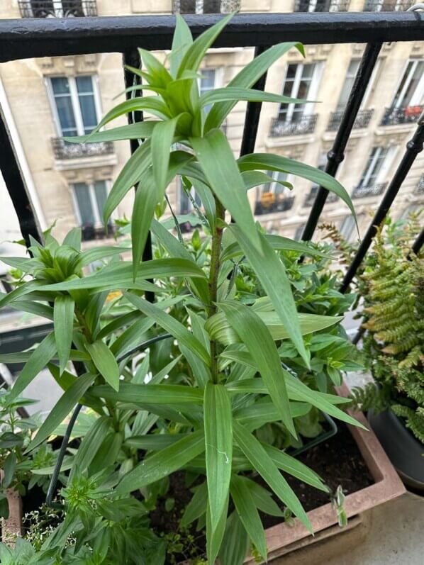 Lilium 'Mister Cas', lis au printemps sur mon balcon parisien, Paris 19e (75)