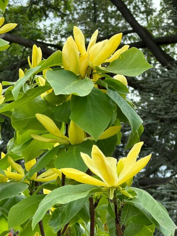 Magnolia 'Daphne', arbre, Journées des plantes de Chantilly, Domaine de Chantilly, Chantilly (60)