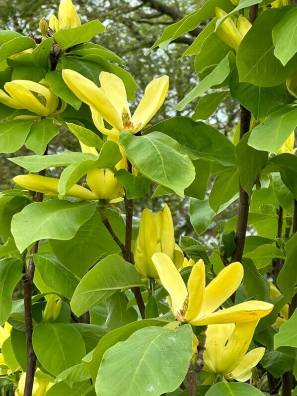 Magnolia 'Daphne', arbre, Journées des plantes de Chantilly, Domaine de Chantilly, Chantilly (60)