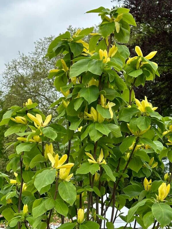 Magnolia 'Daphne', arbre, Journées des plantes de Chantilly, Domaine de Chantilly, Chantilly (60)