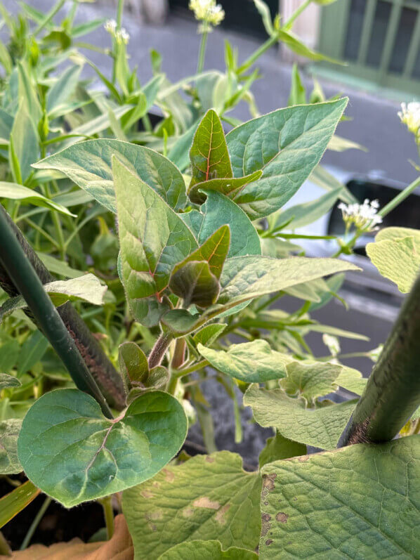 Mirabilis longiflora au printemps sur mon balcon parisien, Paris 19e (75)