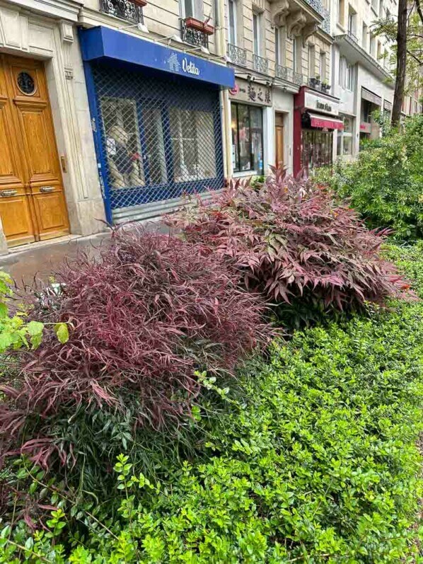 Nandinas avec leur feuillage printanier pourpre, Paris 13e (75)