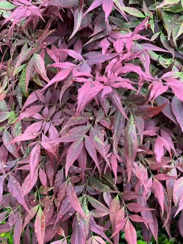 Nandinas avec leur feuillage printanier pourpre, Paris 13e (75)