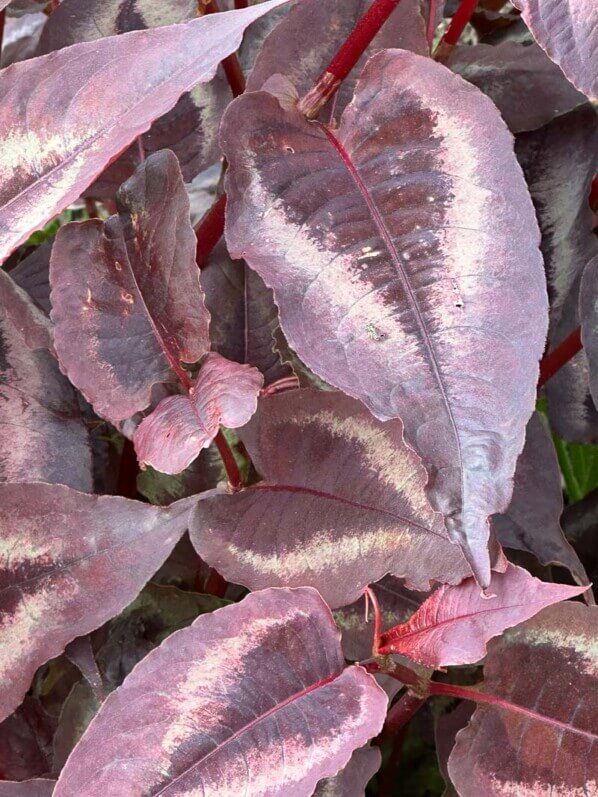 Persicaria microcephala 'Red Dragon', École Du Breuil, Paris 12e (75)