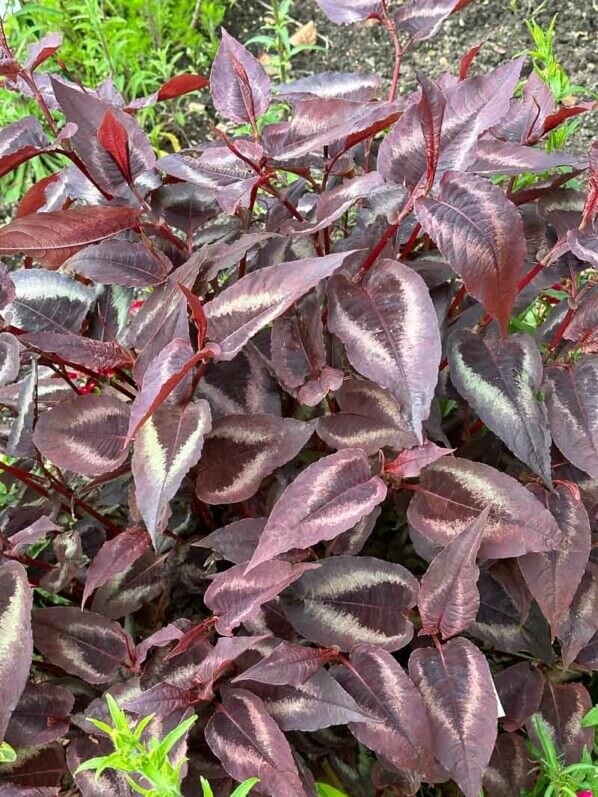 Persicaria microcephala 'Red Dragon', École Du Breuil, Paris 12e (75)