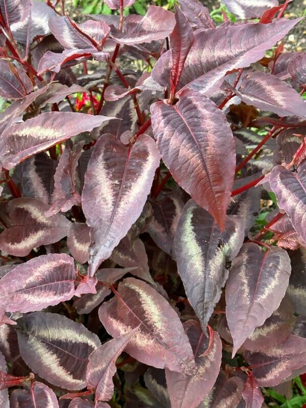 Persicaria microcephala 'Red Dragon', École Du Breuil, Paris 12e (75)