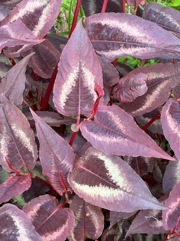 Persicaria microcephala 'Red Dragon', École Du Breuil, Paris 12e (75)