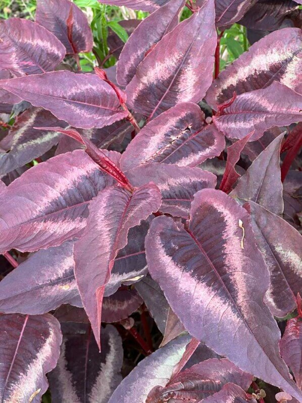 Persicaria microcephala 'Red Dragon', École Du Breuil, Paris 12e (75)