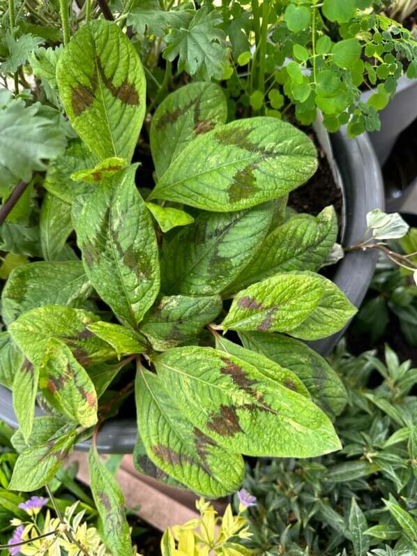 Renouée, Persicaria virginiana 'Painter's Palette' sans panachure, au printemps sur mon balcon parisien, Paris 19e (75)