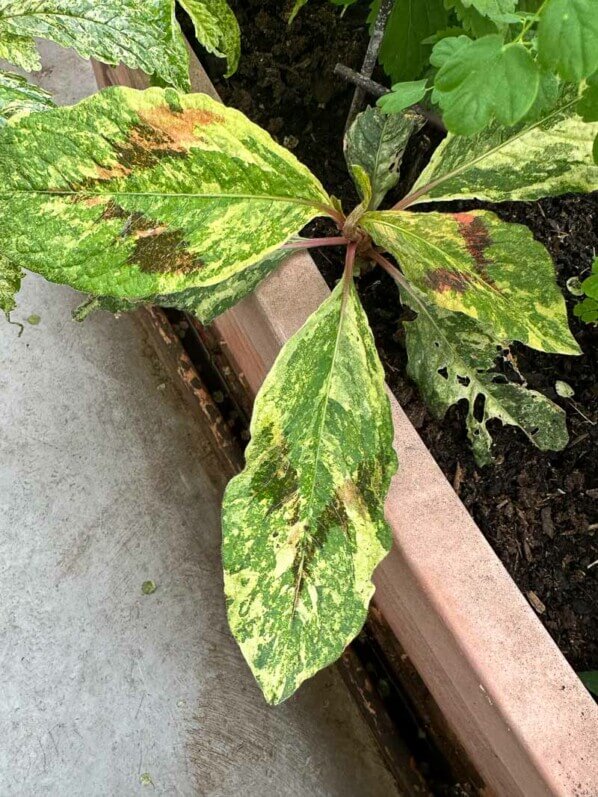 Renouée, Persicaria virginiana 'Painter's Palette', au printemps sur mon balcon parisien, Paris 19e (75)