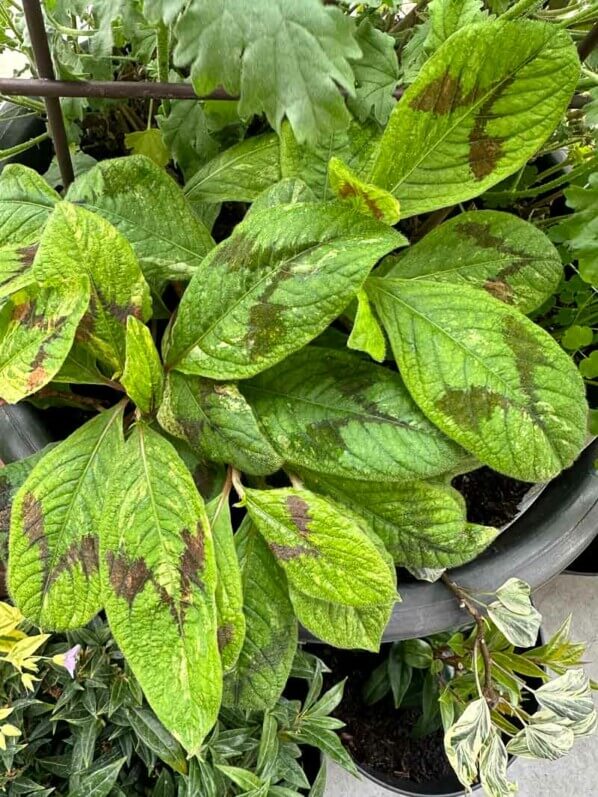 Renouée, Persicaria virginiana 'Painter's Palette' sans panachure, au printemps sur mon balcon parisien, Paris 19e (75)