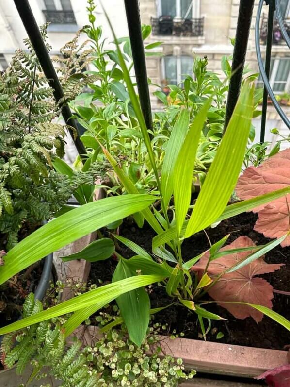 Lire la suite à propos de l’article Phaenosperma globosa, une graminée pour l’ombre