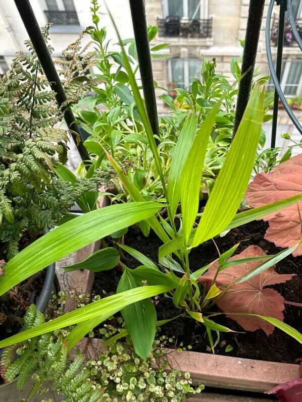 Phaenosperma globosa, graminée, au printemps sur mon balcon parisien, Paris 19e (75)