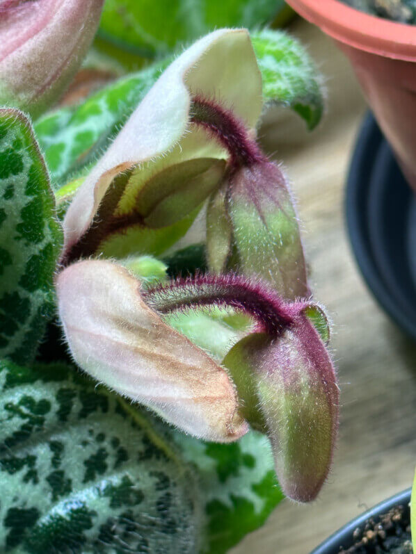 Primulina (Streptocarpus) 'Pretty Turtle', Gesnériacées, plante d'intérieur, Paris 19e (75)