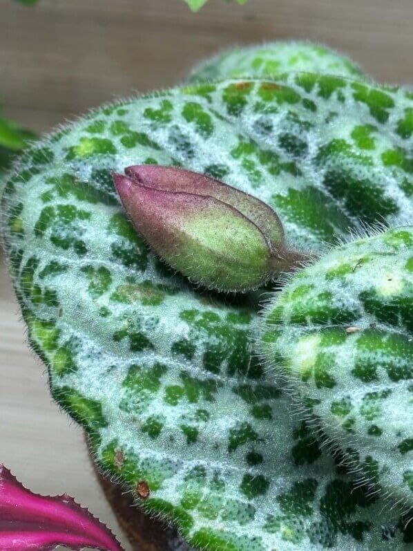 Lire la suite à propos de l’article Promesses de floraison pour mon pied de Primulina (Streptocarpus) ‘Pretty Turtle’