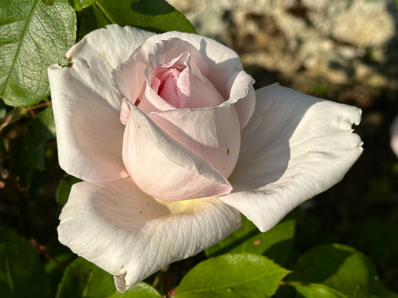 Rose, Jardin du Parfumeur, Domaine de Trianon, Versailles (78)