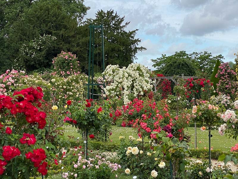 Au printemps, roseraie du parc de Bagatelle, Paris 16e (75)