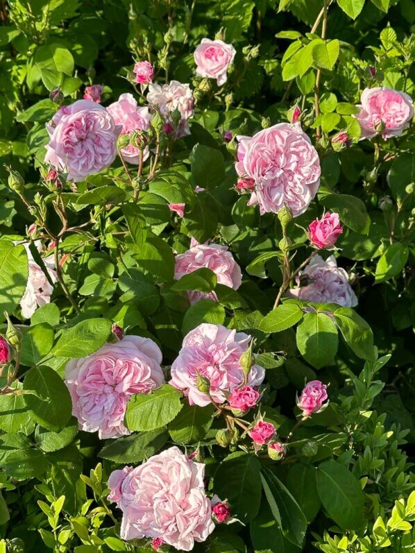 Roses, Jardin du Parfumeur, Domaine de Trianon, Versailles (78)