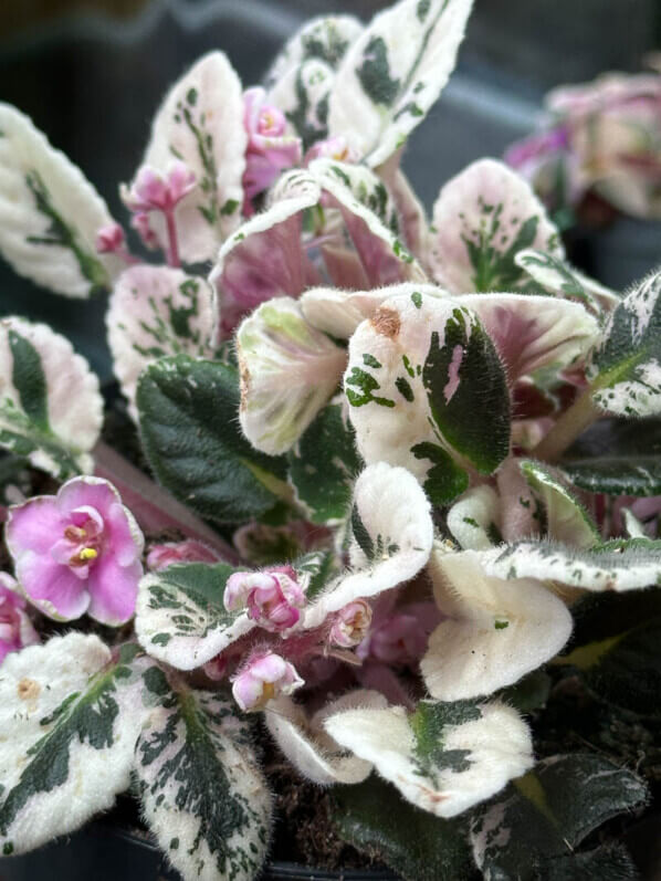 Saintpaulia, Streptocarpus, Gesnériacées, feuillage panaché, plante d'intérieur, Paris 19e (75)