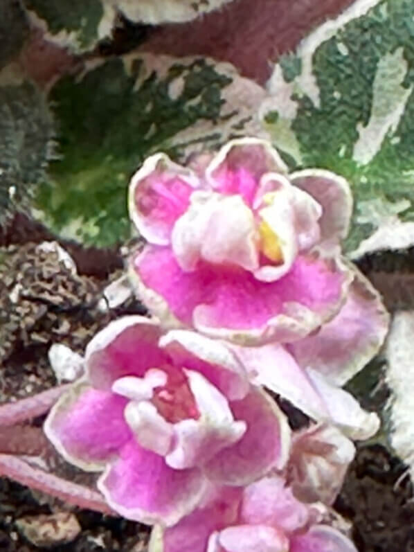 Saintpaulia, Streptocarpus, Gesnériacées, feuillage panaché, plante d'intérieur, Paris 19e (75)