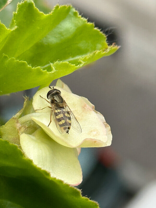 Syrphe sur bouton de bégonia au printemps sur mon balcon parisien, Paris 19e (75)