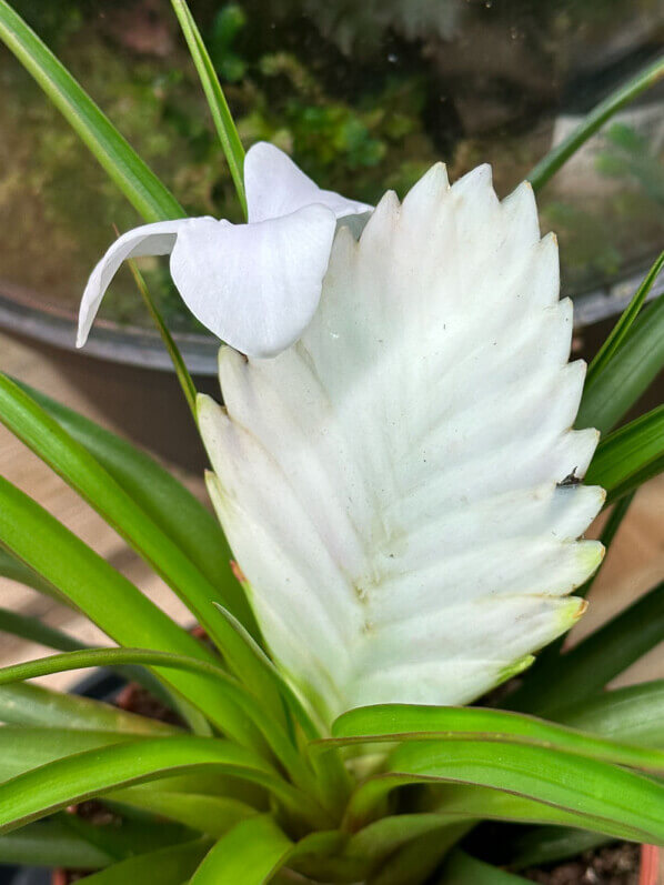 Tillandsia cyanea 'Biancini', Broméliacées, plante d'intérieur, Paris 19e (75)