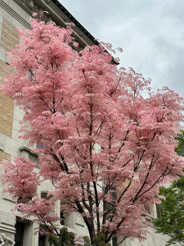 Toona sinensis 'Flamingo' avec son feuillage printanier, boulevard Saint-Marcel, Paris (75)