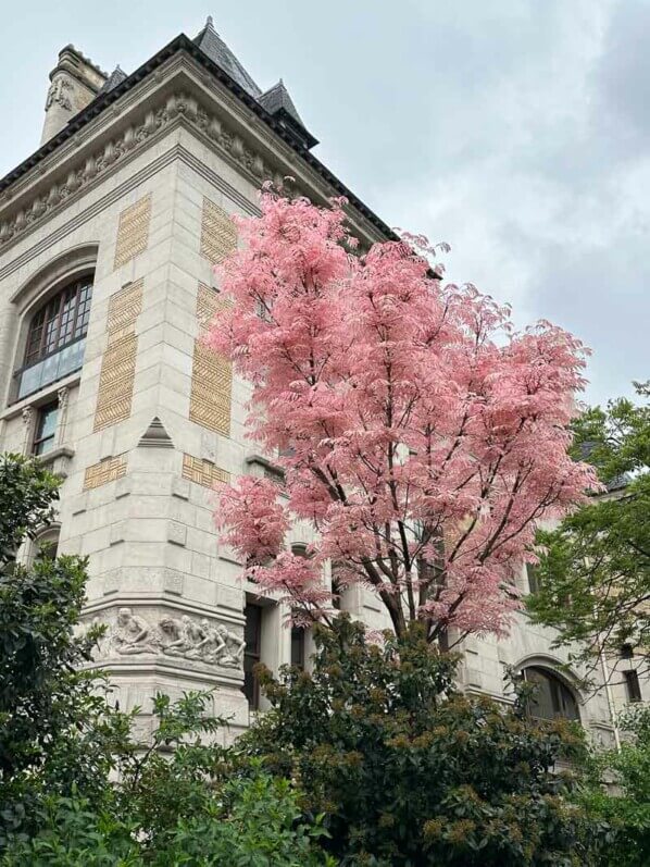 Toona sinensis 'Flamingo' avec son feuillage printanier, boulevard Saint-Marcel, Paris (75)