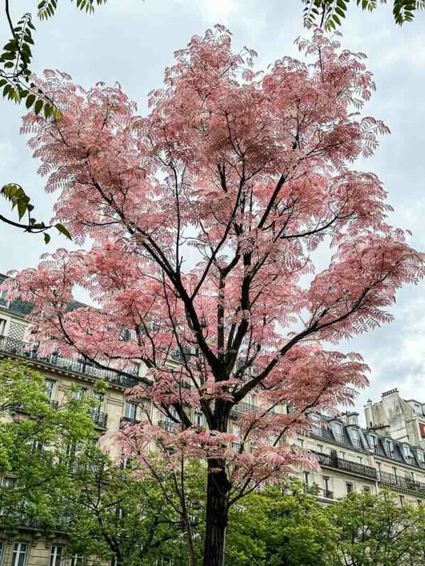 Toona sinensis 'Flamingo' avec son feuillage printanier, boulevard Saint-Marcel, Paris (75)