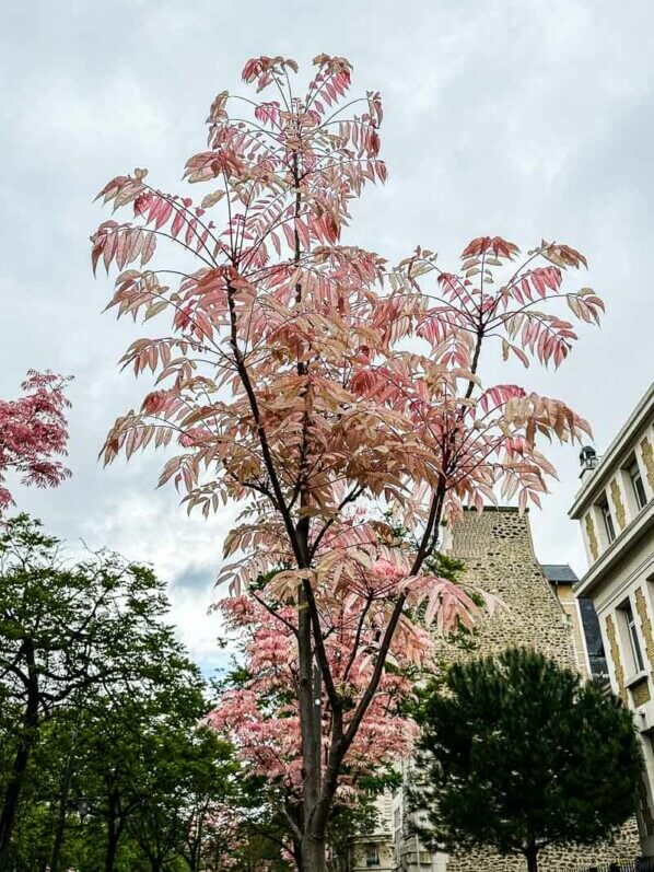 Toona sinensis 'Flamingo' avec son feuillage printanier, boulevard Saint-Marcel, Paris (75)