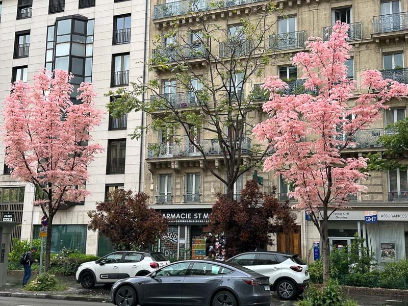 Toona sinensis 'Flamingo' avec son feuillage printanier, boulevard Saint-Marcel, Paris (75)