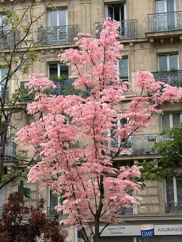 Toona sinensis 'Flamingo' avec son feuillage printanier, boulevard Saint-Marcel, Paris (75)