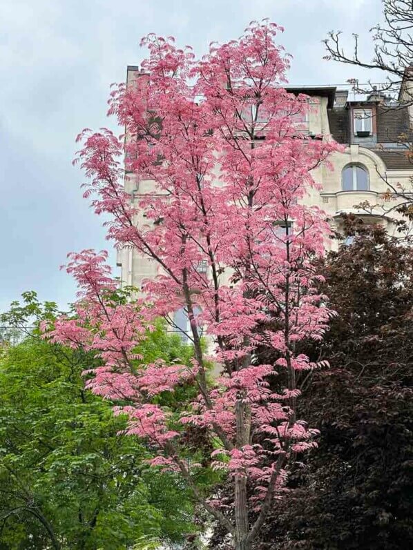 Toona sinensis 'Flamingo' avec son feuillage printanier, Paris 14e (75)