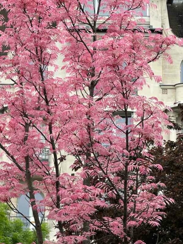 Toona sinensis 'Flamingo' avec son feuillage printanier, Paris 14e (75)