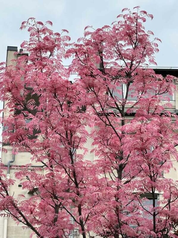 Toona sinensis 'Flamingo' avec son feuillage printanier, Paris 14e (75)